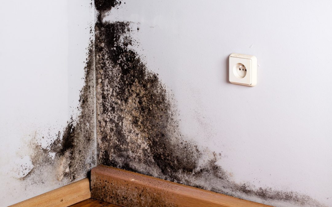 Protect Your Home During Mold Season
